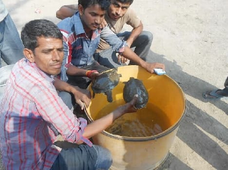kachhua